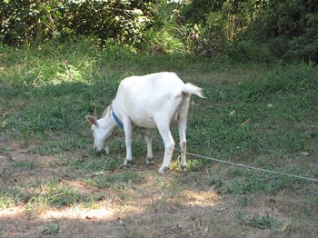 goat-2.jpg